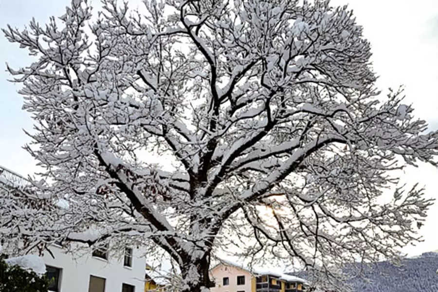 Der Kastanienbaum im Winterkleid.