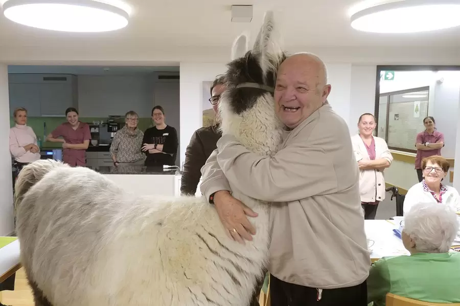 Lama-Besuch im Acherhof